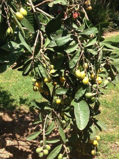 עץ שסק ירושה מהורי שנותן פרי בפעם הראשונה